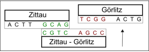 dna_2.png