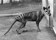 NervousNightgown_220px-Tasmanian_wolf.jpg