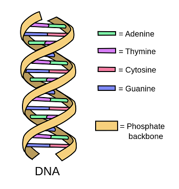S3alhaes DNA.png