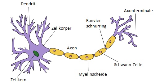 S3alhaes Neuron.jpg