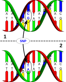 S3jeklin_Dna-SNP.svg.png